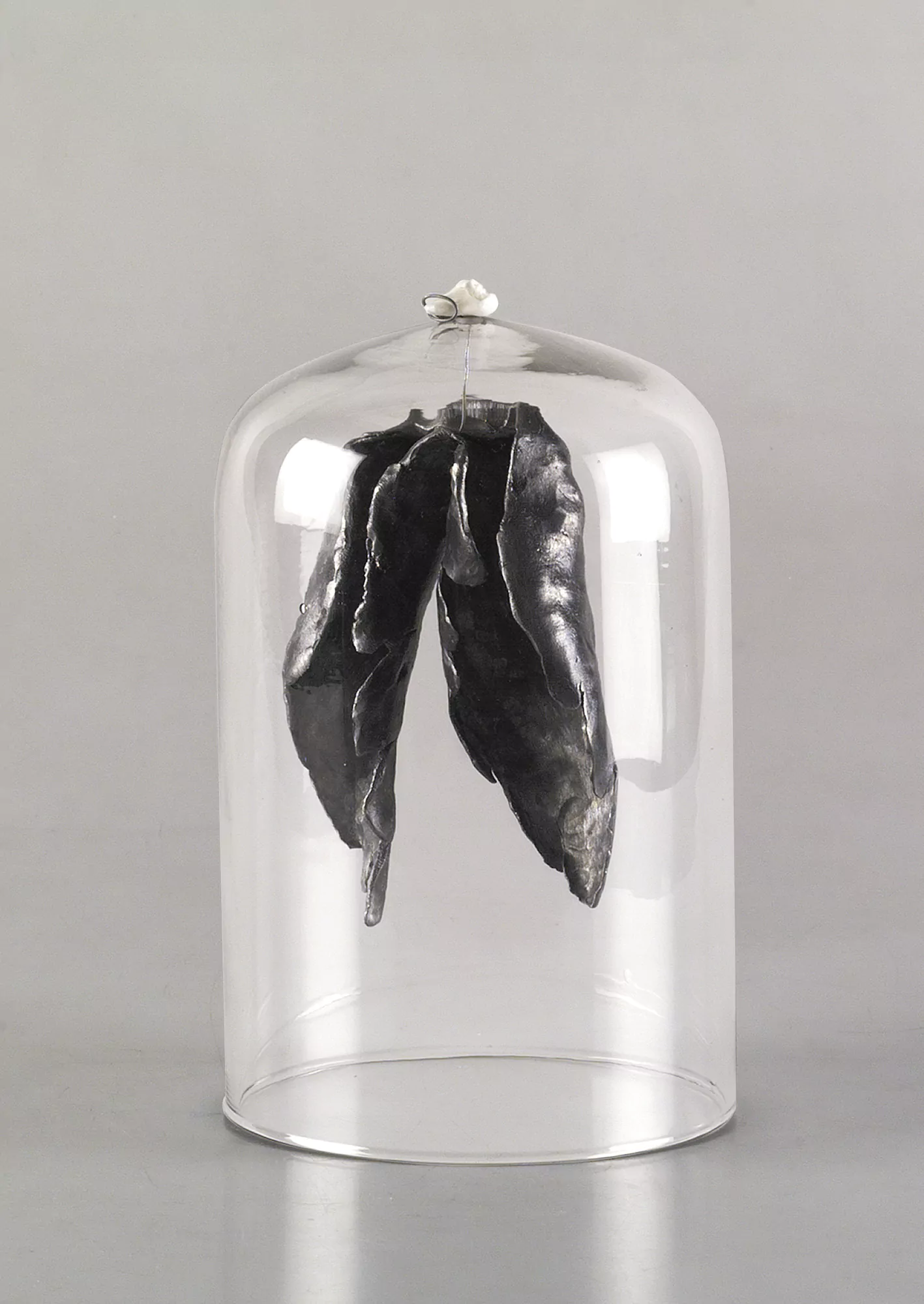 Alas y muela / Wings and tooth